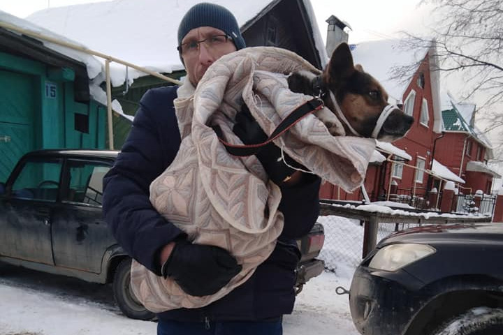 Екатеринбуржец укутал собаку в одеяло и увез в клинику Екатеринбуржец укутал собаку в одеяло и увез в клинику