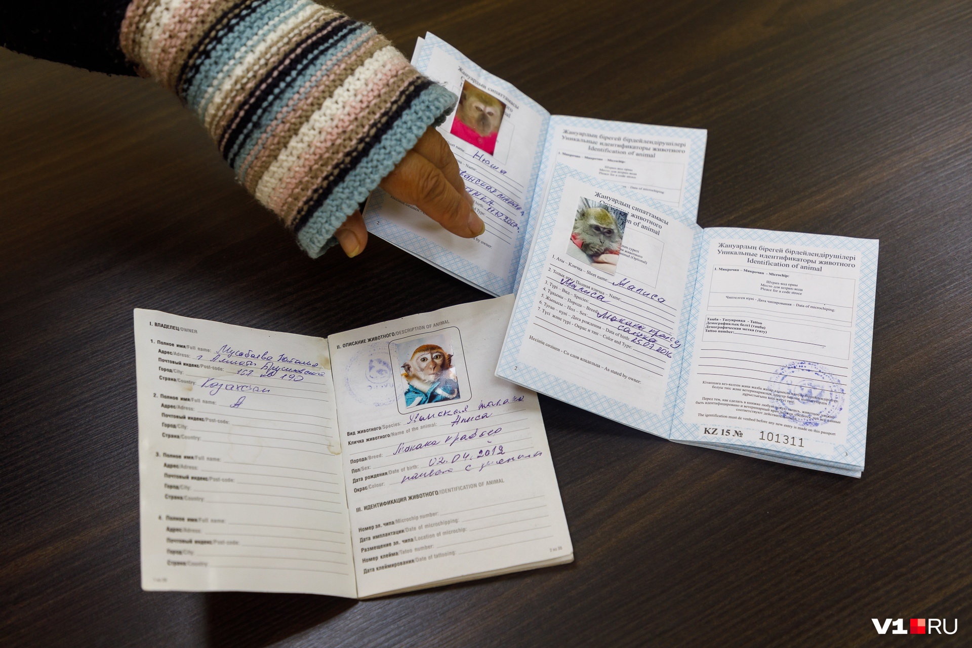 Все документы на обезьянок жительница Казахстана привезла с собой в Россию Все документы на обезьянок жительница Казахстана привезла с собой в Россию