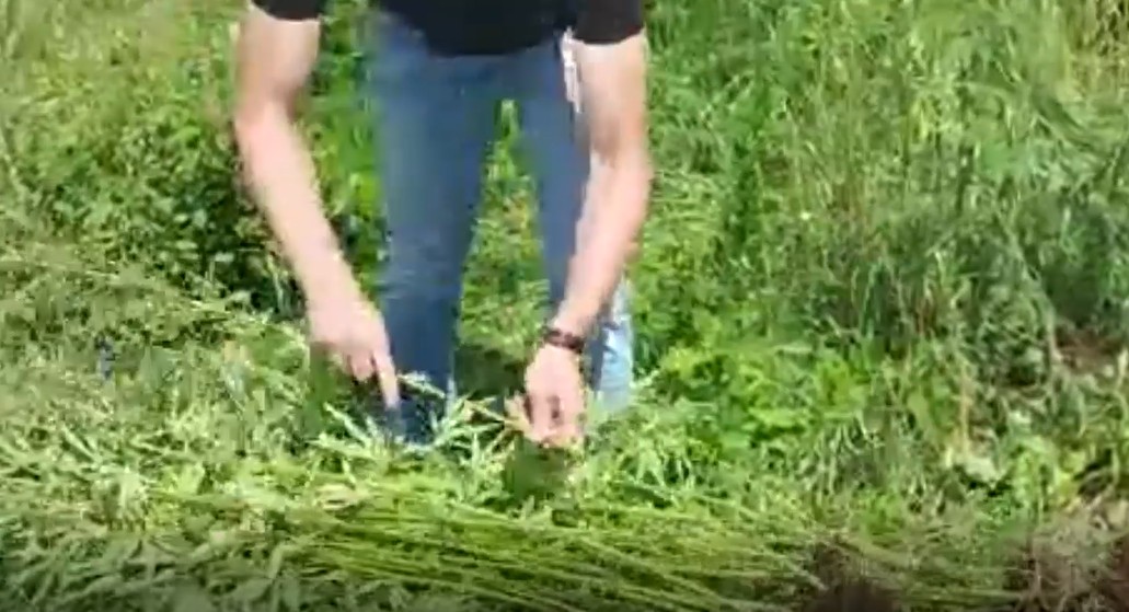 Полицейские собрали 188 кустов конопли на поле в Забайкалье