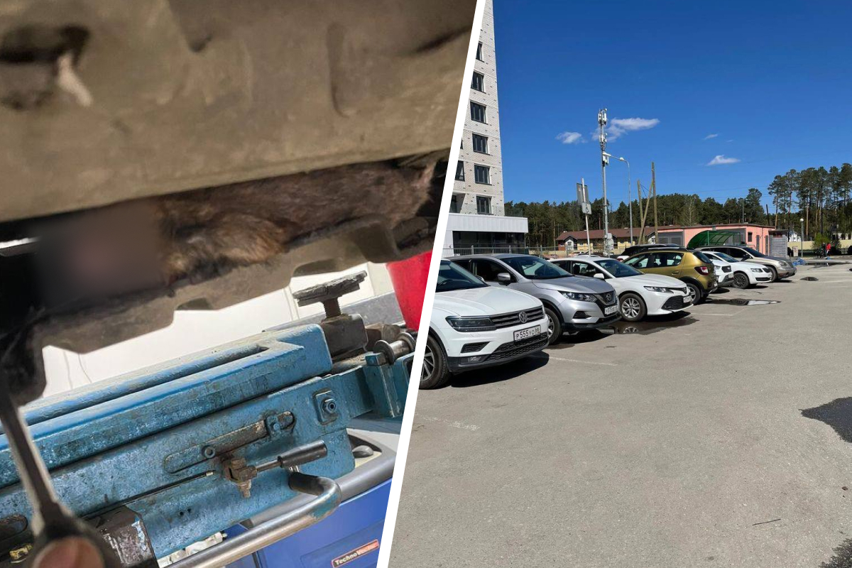 «Застревают в машинах и дохнут»: крысы держат в страхе парковку в Академическом