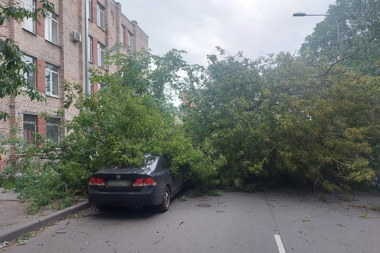 На западе Петербурга дерево упало на асфальт, накрыв ветвями машину |  20.07.2022 | Санкт-Петербург - БезФормата