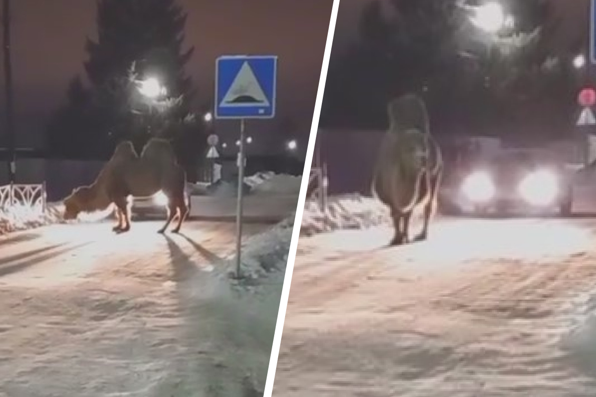 Под Екатеринбургом дорогу автомобилистам перекрыл верблюд. Видео