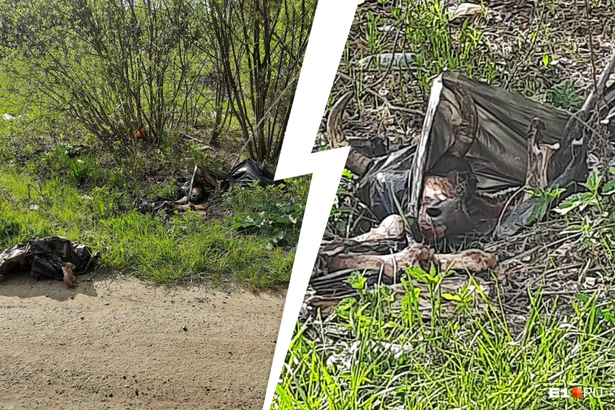 «Стоит трупный запах». Жители сада на Урале нашли у дороги отрезанные коровьи головы