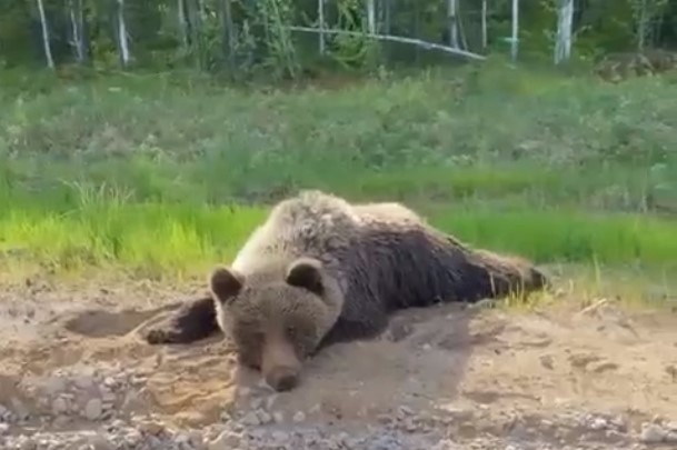 Медведи подбираются всё ближе. Почему дикие звери выходят из лесов в Челябинской области
