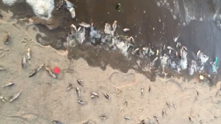 В пермском отделе Росрыболовстве рассказали о возможных причинах гибели рыбы в Каме