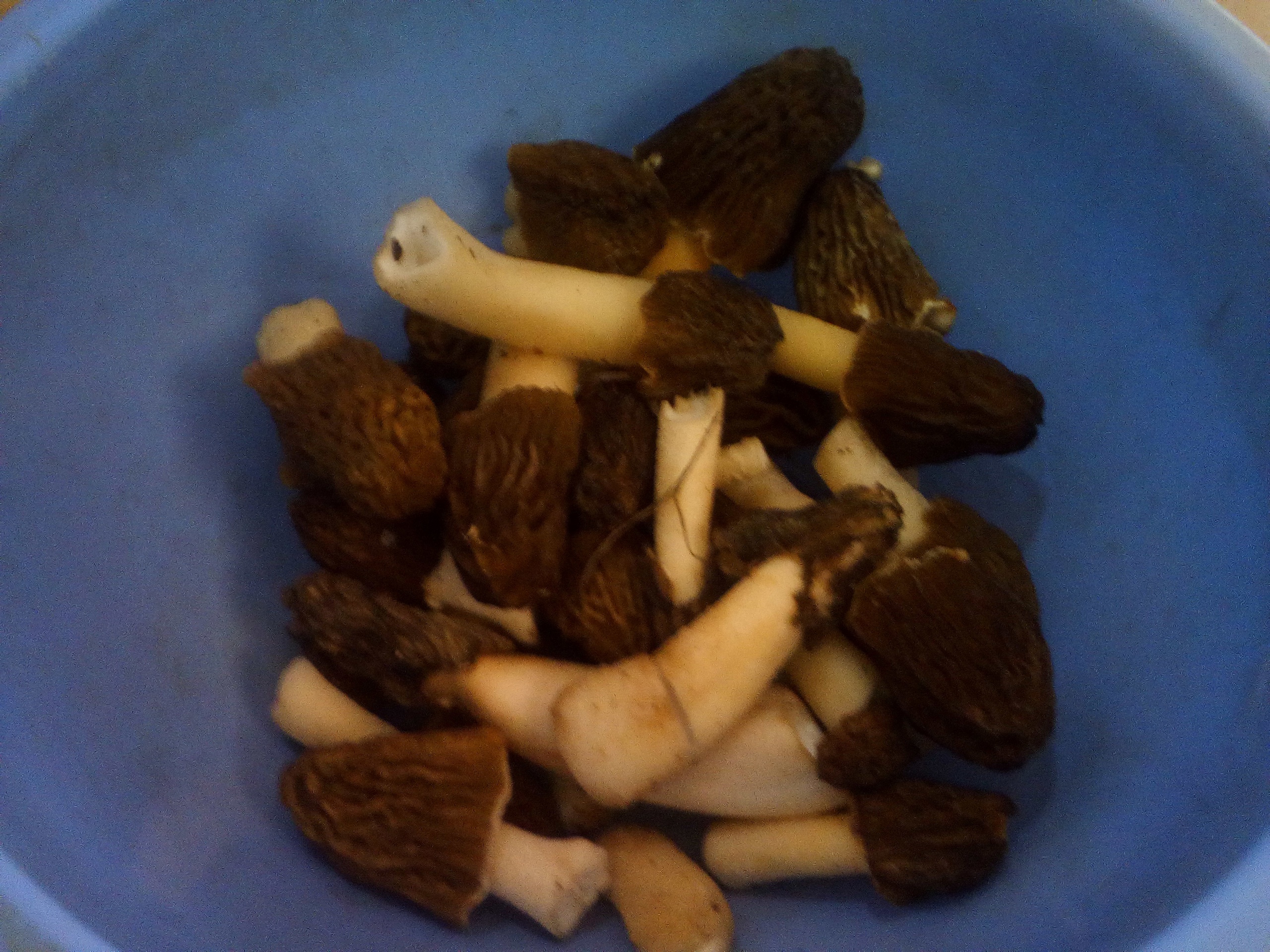 Мужчина добавил, что собрал эти грибы в этом сезоне в лесу в окрестностях Тюмени