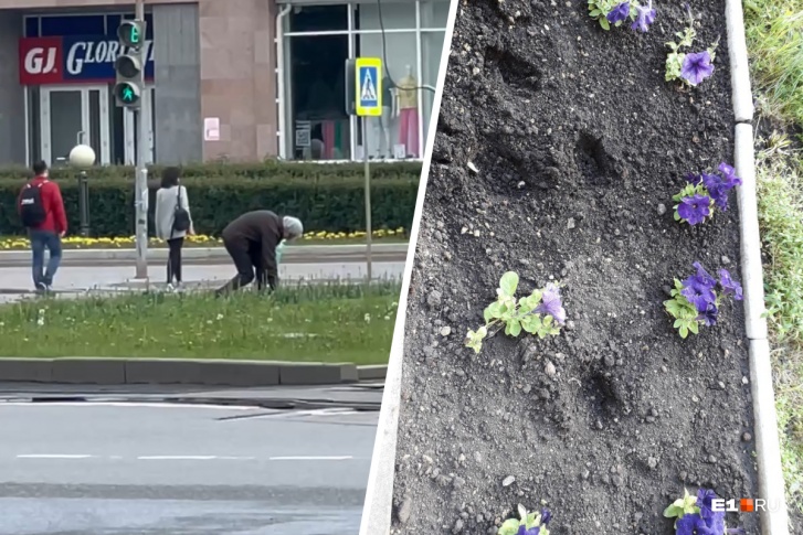 На фото слева — бабушка выдирает тюльпаны на проспекте Ленина, а справа — последствия кражи цветов с клумбы у жилого комплекса