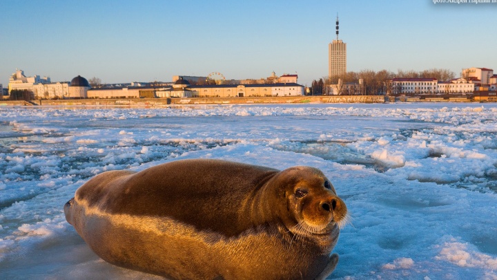 Фотограф из Архангельска близко снял морского зайца — встретил его на льду недалеко от центра города