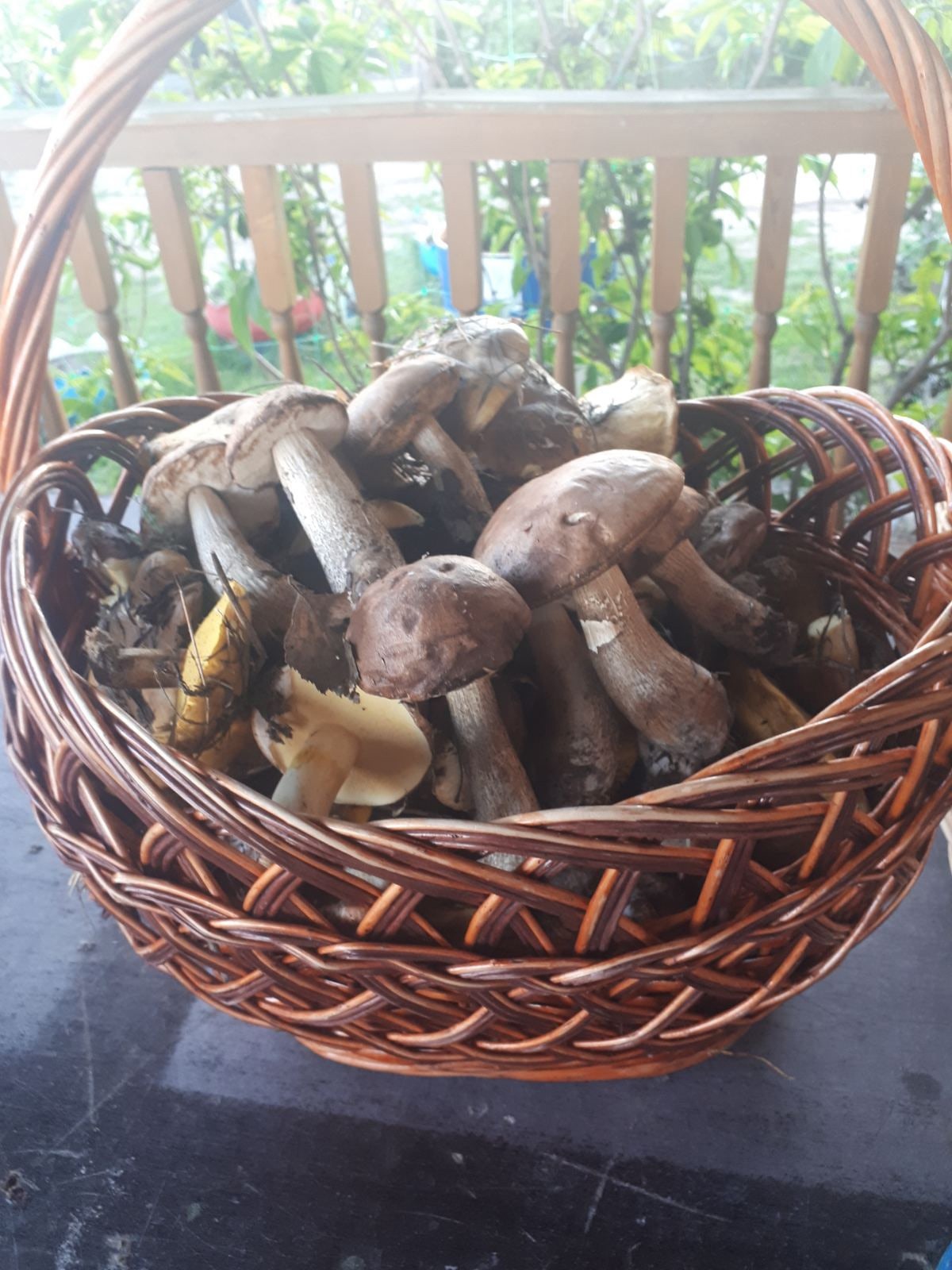 Вот, пожалуйста, полная корзина грибов, собранная в тюменском лесу в этом июне