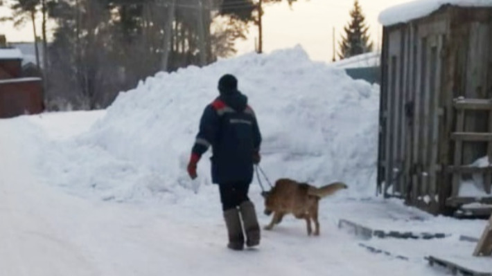 «Ребенок вернулся весь в крови»: на Урале агрессивный пес покусал двух школьников
