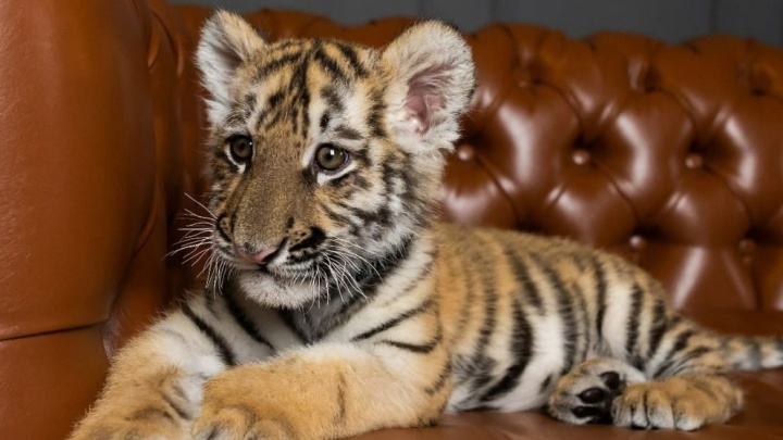 Студия в Уфе предложила фотосессии с тигренком. Зоозащитники бьют тревогу, а владельцы уверяют, что «всё в рамках закона»