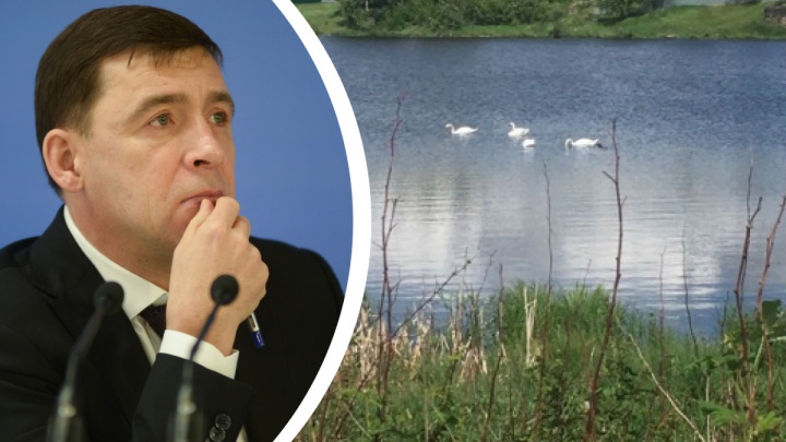 «Надеюсь, этих уродов найдут»: губернатор потребовал поймать тех, кто расстрелял лебедей под Екатеринбургом