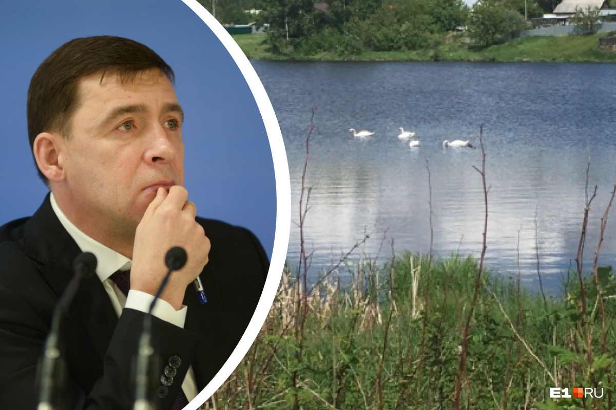«Надеюсь, этих уродов найдут»: губернатор потребовал поймать тех, кто расстрелял лебедей под Екатеринбургом