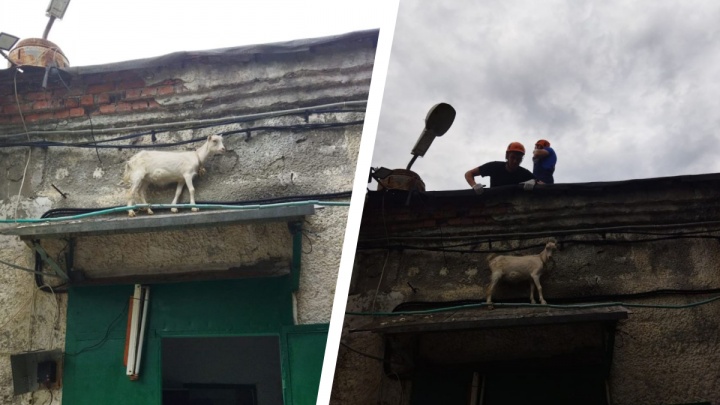 В Новороссийске спасатели сняли козу с козырька над дверью. А потом устроили ей милую фотосессию