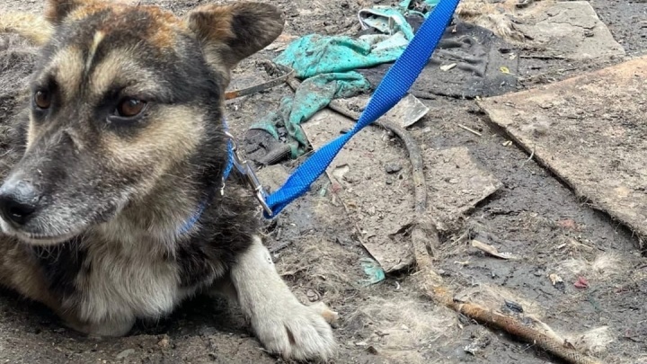 «Охранял то, что осталось от дома»: в Ярославле пытаются спасти обгоревшего пса, брошенного хозяином