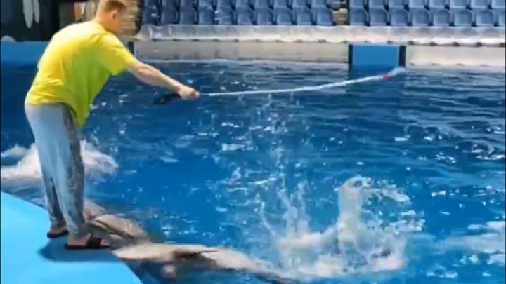 «Тренер шлепает по воде»: в океанариуме Екатеринбурга ответили на обвинения зоозащитника в избиении дельфинов