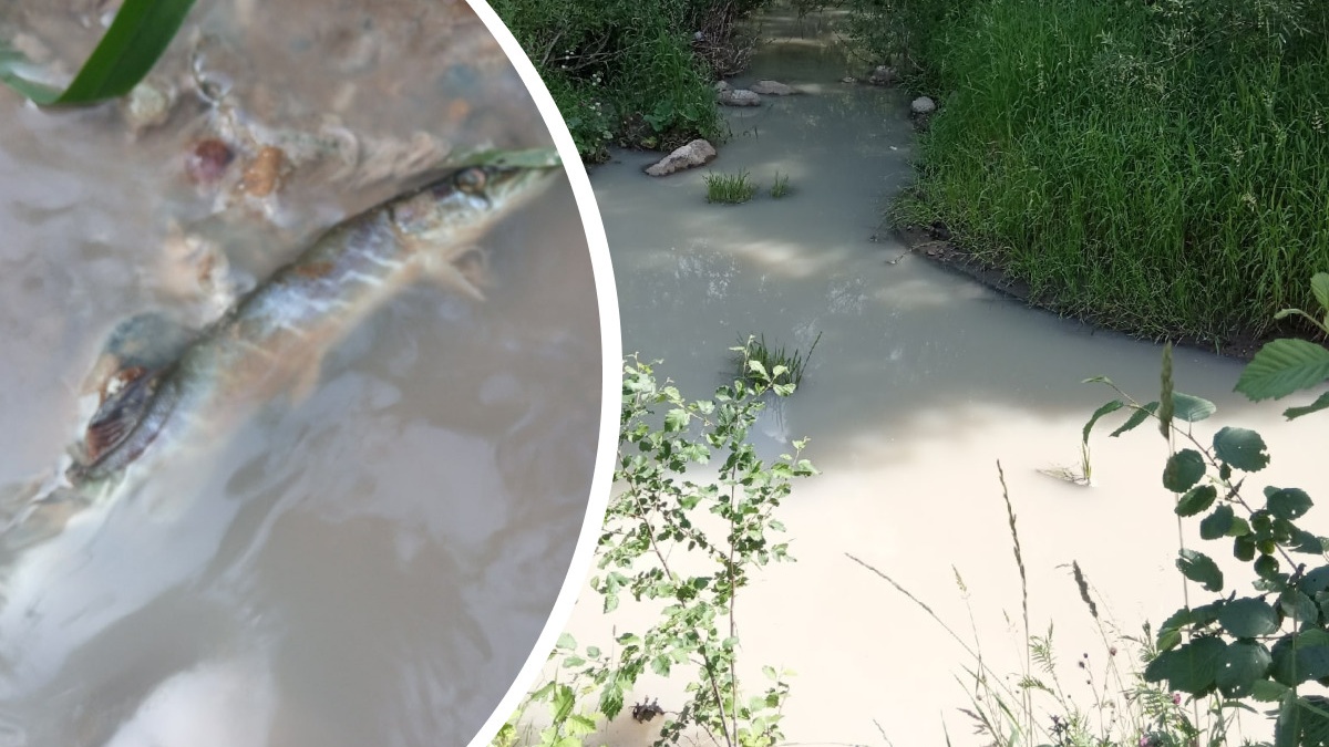 «Вся рыба погибла»: в Ярославской области проверят воду в реке, изменившей цвет