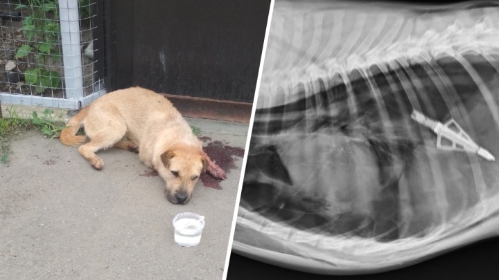 Курганские полицейские установили, кто расстрелял собаку из арбалета