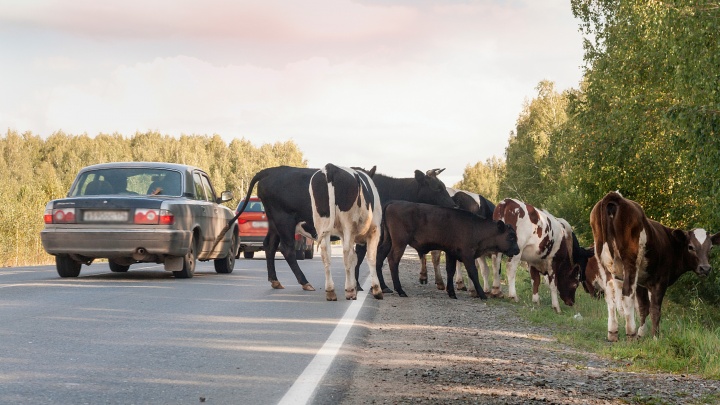 «Топчут газоны и ломают деревья»: зауральские власти жалуются на беспризорных коров и лошадей