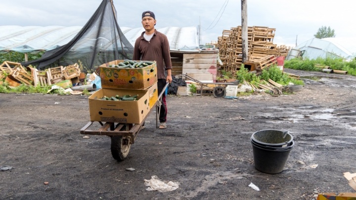 Трущобы для мигрантов. Посмотрите, в каких адских условиях живут работники «китайских теплиц», где выращивают овощи