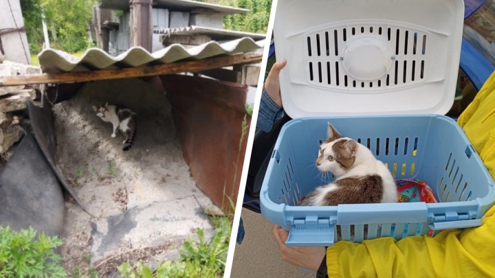 Самая добрая новость: читатели E1.RU нашли дом коту, которого выбросили из машины в пакете