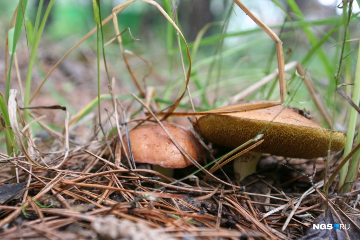 Оставляем корзинки для грибов дома — собирать сейчас в лесу нечего