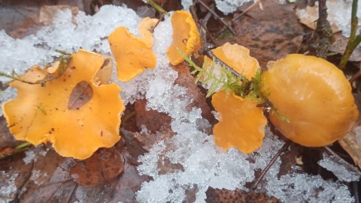 «Лисички не сдаются!»: где в Ярославской области в ноябре искать грибы