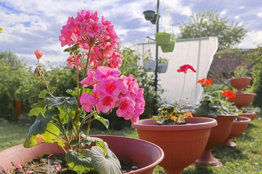 Обязательные работы в цветнике в июне — чек-лист важных дел, чтобы не погибли розы и пионы