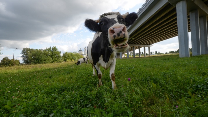Фермеры Братского района шпионят за своими коровами с помощью смарт-часов