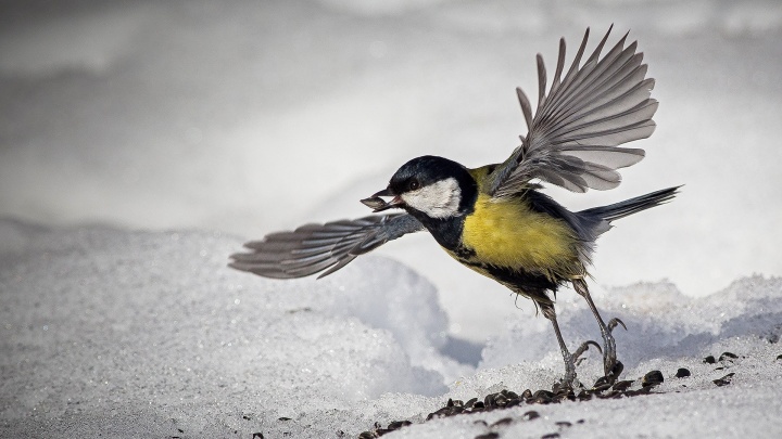 «Им нужна помощь человека»: жителям Курганской области рассказали, как правильно кормить птиц зимой