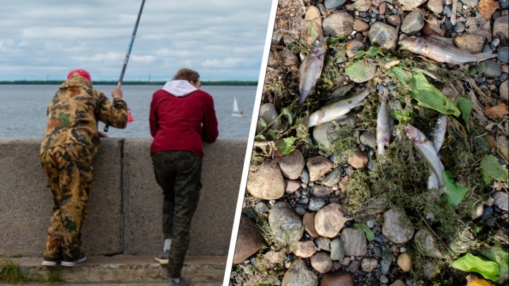 «Что-то спускают в воду, козлы»: говорим с рыбаками о мертвых ершах и окунях из Северной Двины