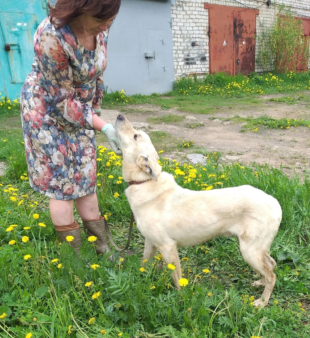 Сейчас псу 3–4 года Сейчас псу 3–4 года