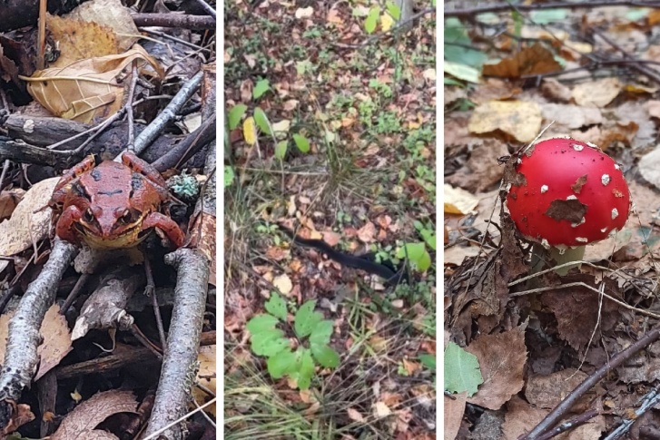 Также ярославцы жалуются на лосиных вшей