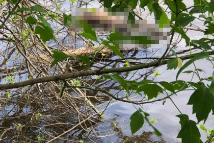 Обстоятельства смерти устанавливаются. Тело неизвестного мужчины нашли в реке в Нижегородской области