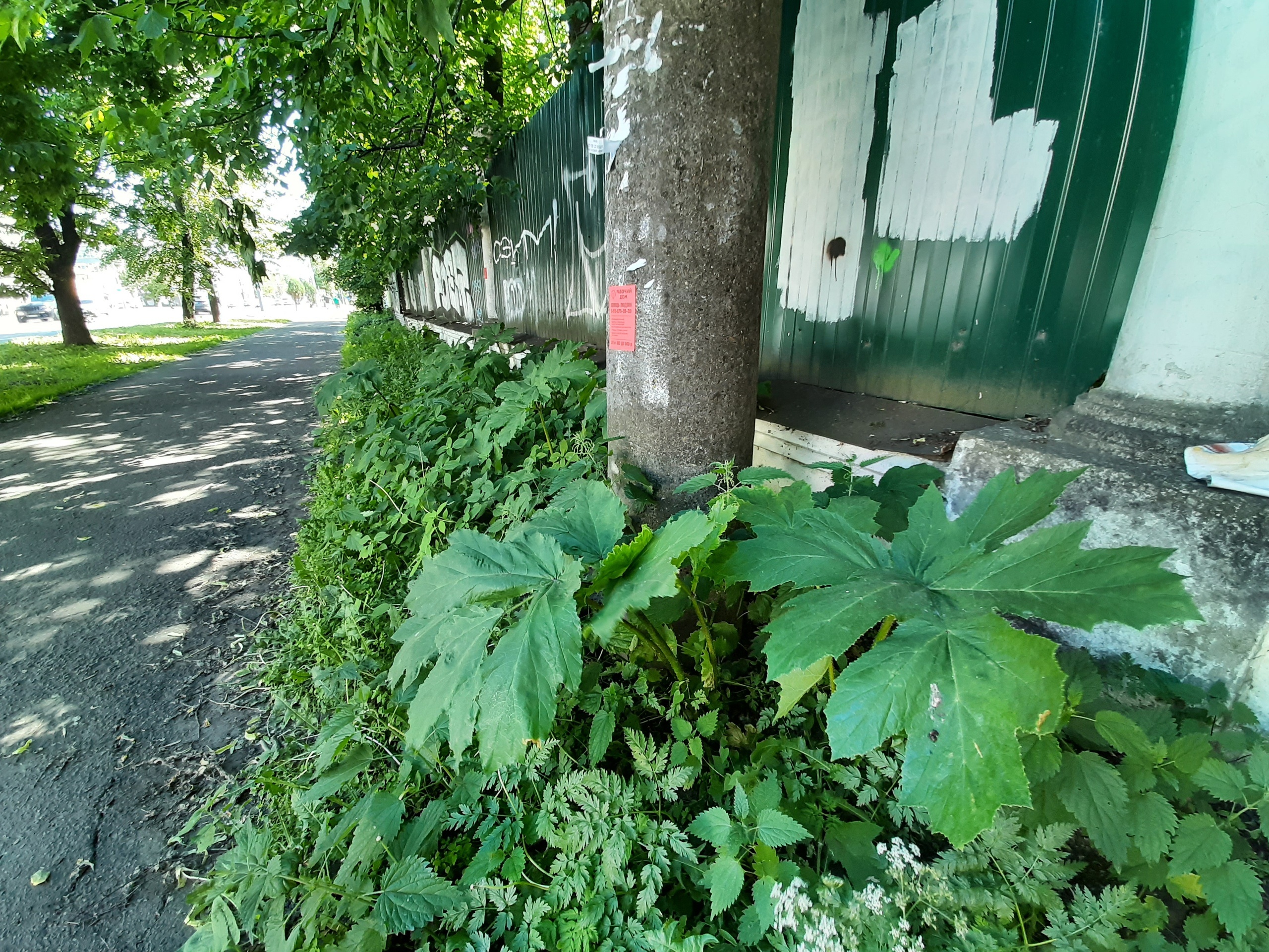 Борщевик растет прямо в центре Ярославля — вдоль тротуара у планетария