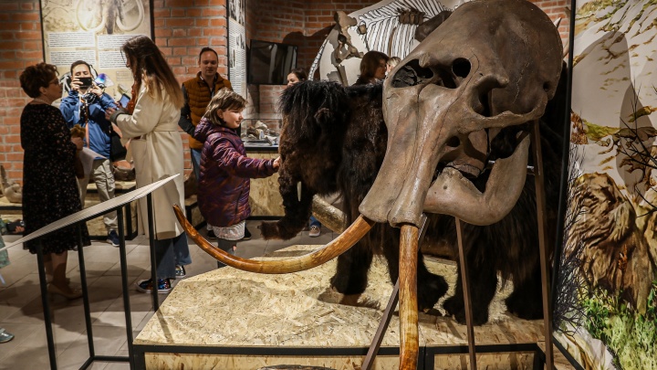 Бивни мамонтов, череп бизона и фигуры хищников. Фоторепортаж с «пещерной» выставки в кремле