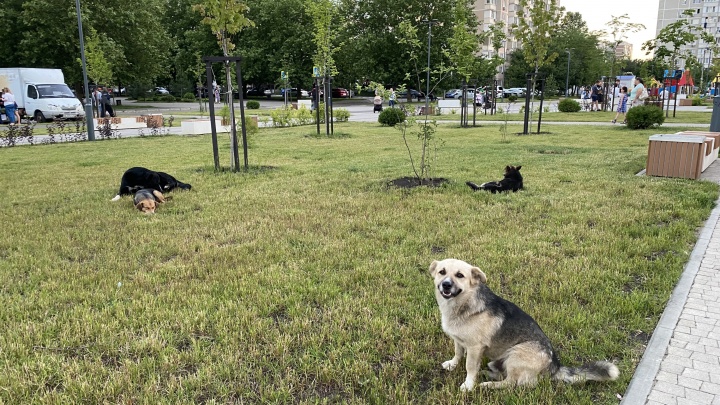 На сотрудников администрации Краснодара возбудили уголовное дело после нападения собак на людей