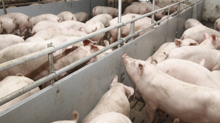 В Сургутском районе введен карантин из-за падежа свиней на ферме