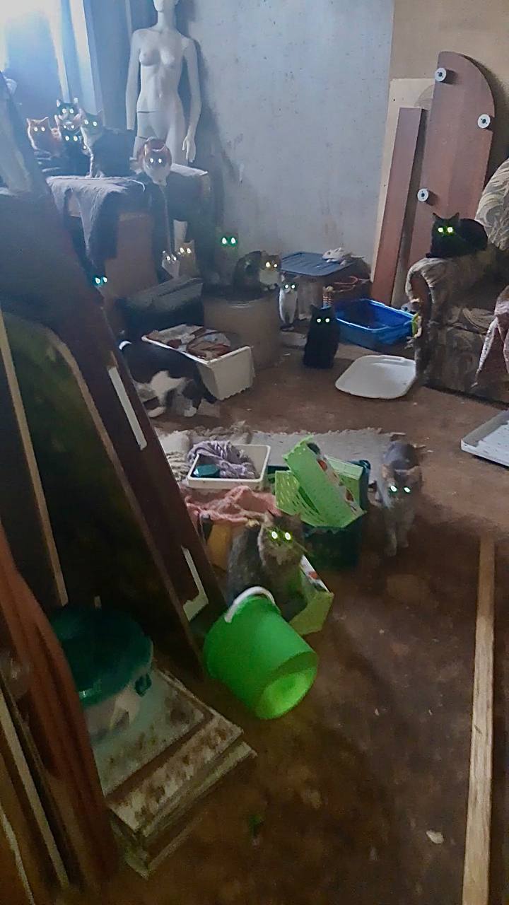 Котики смотрят с надеждой Котики смотрят с надеждой