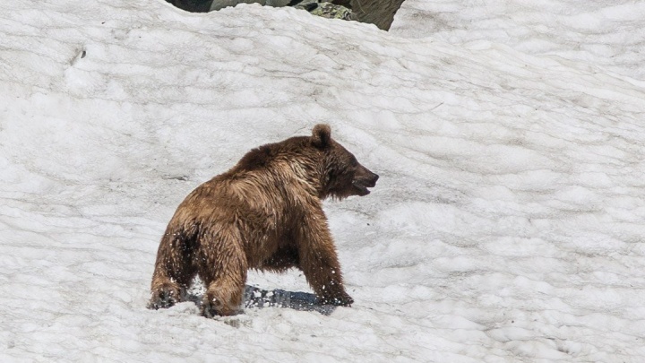 Туристы поделились видео встречи с медведем в горах Красной Поляны, он пробежал совсем рядом
