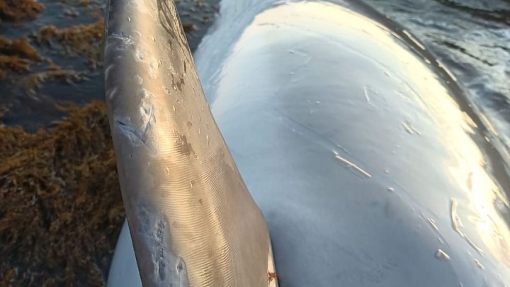 Два дельфина погибли в районе Анапы и Новороссийска
