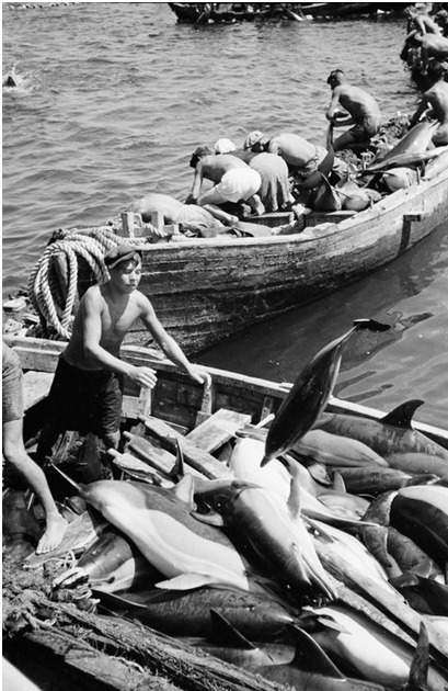Добыча дельфинов у берегов Сочи