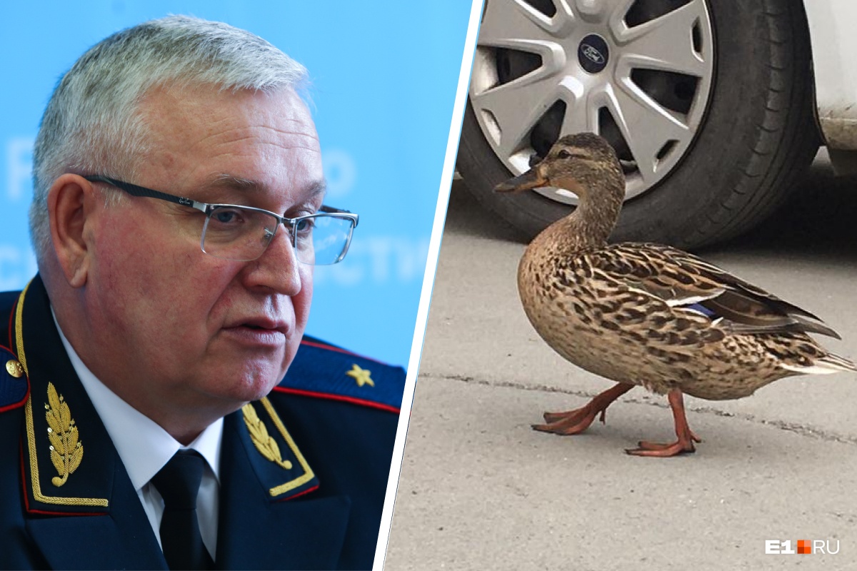 Полиция в Екатеринбурге так очистилась, что там завелись утки: кряква ворвалась в здание главка