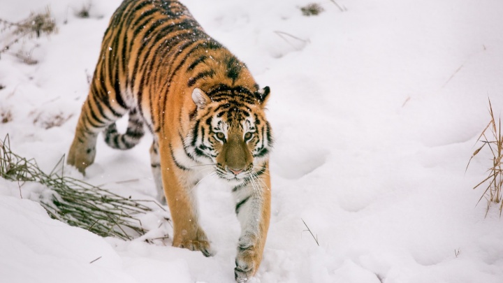 «Тигр любит комфорт и роскошь»: как и в чём лучше встретить Новый год