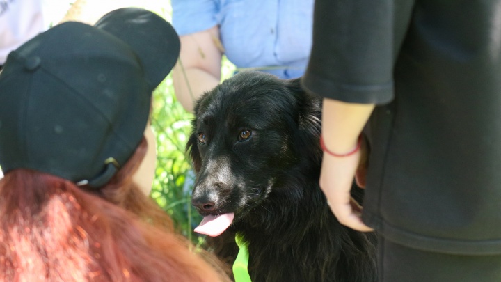 В Татарстане собака покусала ребенка за голову. Скорая отказалась приезжать на вызов