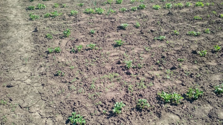 Воды не хватает: жителей Краснодара попросили не поливать огороды из крана