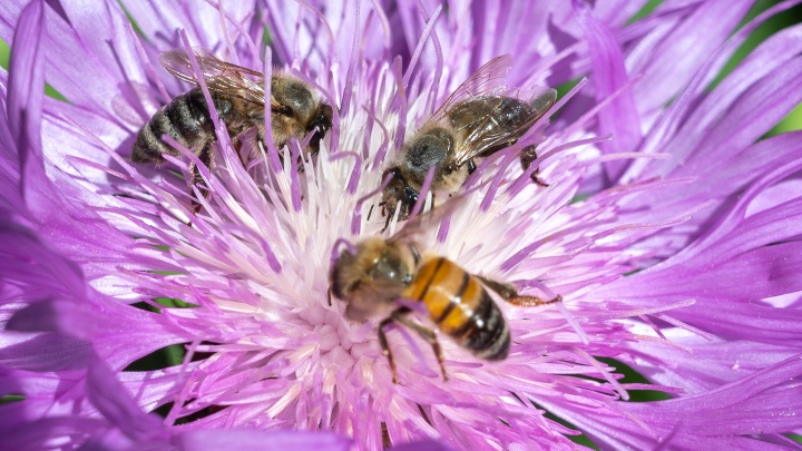 «Есть люди, а есть вот такие сволочи»: пасечники Татарстана бьют тревогу из-за отравления пчел