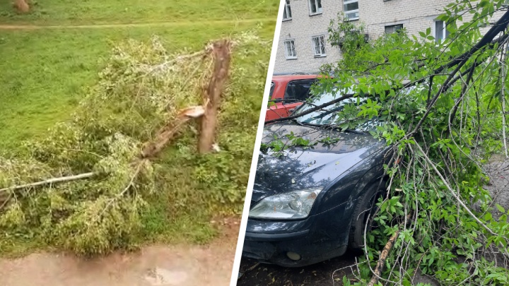 Опасный «деревопад»: в Екатеринбурге деревья рушатся на улицы, дворы и машины