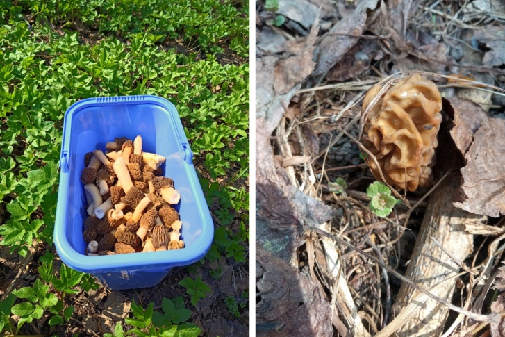 В лесах грибы только начались, на следующих выходных новосибирцы рассчитывают собрать намного больше