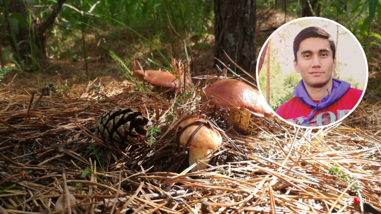 Не ходите за грибами вглубь леса и после дождя! Опытный грибник разобрал ошибки новичков — секретные советы